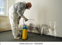 Best Basement Mold Removal  in Danville, AR